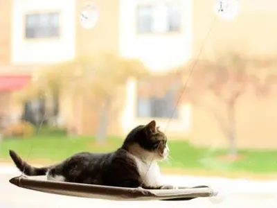 Kattenbed Voor Aan Het Raam