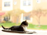 Kattenbed Voor Aan Het Raam