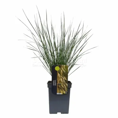 Siergras - Stipa Gigantea