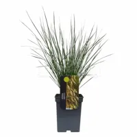 Siergras - Stipa Gigantea
