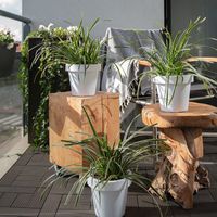 Dekbed Discounter Carex Morrowii 'Ice Dance' accessoire: sierpot, plantenvoeding: zonder plantenvoeding - thumbnail