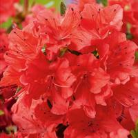 Japanse Azalea