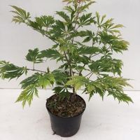 Japanse esdoorn (Acer Japonicum "Aconitifolium") heester - 30-40 cm - 1 stuks