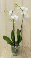 Vlinderorchidee Twee Takken wit 60 cm - Warentuin Natuurlijk