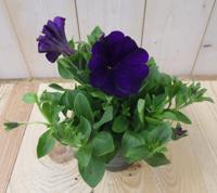 3 stuks! Petunia paars Warentuin Natuurlijk - Warentuin natuurlijk