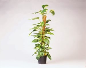 Kokosplantstok H120cm dia. 42mm - Nature