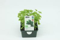 Peterselie groenteplantje Petroselinum Tuin Op Tafel - Tuin op tafel