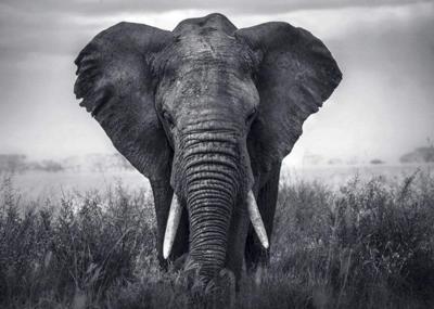 Kunstdruk Braun Studio - Eléphant 70x50cm