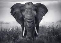 Kunstdruk Braun Studio - Eléphant 70x50cm