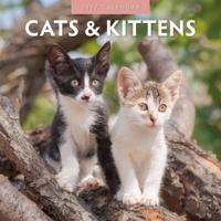 Katten en Kittens Kalender 2027