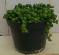 Kamerplant Erwtenplant - Warentuin Natuurlijk - thumbnail