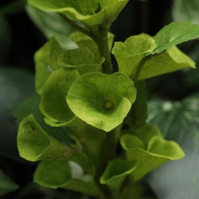 Molucella Kunsttak 83cm groen