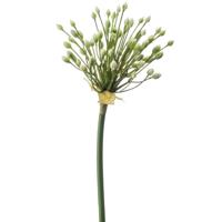 Emerald Allium/Sierui kunstbloem - losse steel - creme - 70 cm - Natuurlijke uitstraling - Kunstbloemen - thumbnail