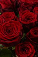 Red Naomi! - Rode rozen - 100 stuks REGULAR