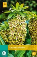 Eucomis bicolor bol/knol JUB 2 stuks - Jub