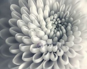 Karo-art Schilderij - Chrysant bloem , Zwart wit , 3 maten , Premium print