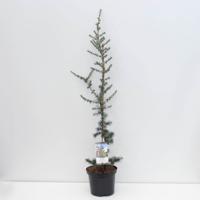 Cedrus libani glauca 95 cm - Warentuin natuurlijk