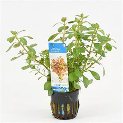 Ludwigia mullertii - 6 stuks - aquarium plant