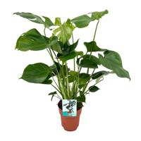 Monstera Deliciosa - Ø19cm - ↕60cm