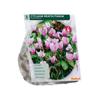 Cyclaam