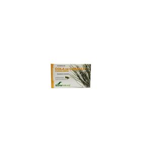 Equisetum arvense 12-S