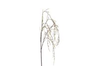 Kunsttak treur/hang Corylus XL creme Countryfield - Countryfield