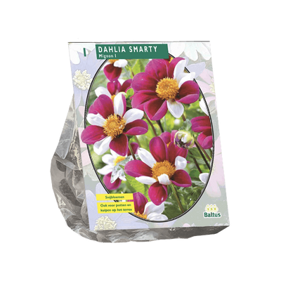 Zomer Bloembollen Dahlia Mignon Smarty per 1 - Baltus