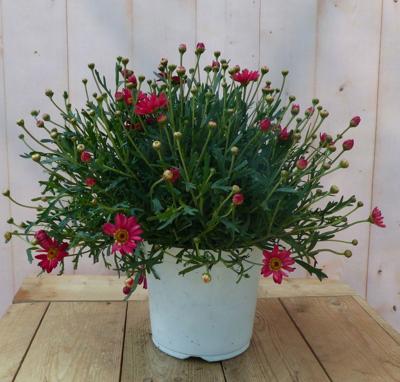 Margriet rood bolvorm groot Leucanthemum Warentuin Natuurlijk - Warentuin natuurlijk