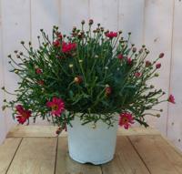 Margriet rood bolvorm groot Leucanthemum Warentuin Natuurlijk - Warentuin natuurlijk