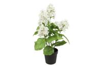 Decostar Hydrangea plant 60 cm wit