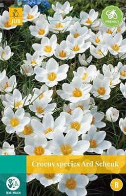 Crocus Ard Schenk 15 bollen - Jub