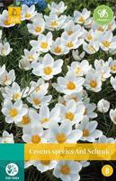 Crocus Ard Schenk 15 bollen - Jub