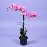 Phalaenopsis 2-tak roze