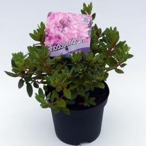 Dwerg rododendron (Rhododendron "Ramapo") heester - 15-20 cm - 8 stuks