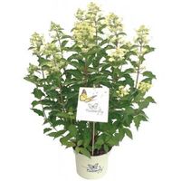 Hydrangea Paniculata "Butterfly"® pluimhortensia - 30-40 cm - 1 stuks
