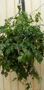 Cissus rhombifolia - Warentuin natuurlijk