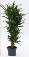 Dracaena deremensis 'Warneckei' - Vertakt-multi - thumbnail