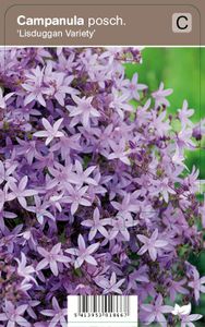 Vips Campanula poscharskyana Lisduggan Variety - Klokjesbloem