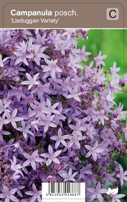 Vips Campanula poscharskyana Lisduggan Variety - Klokjesbloem