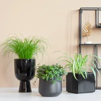 Pet Candy Trio - 3 stuks - thumbnail