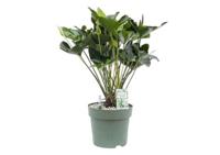 Anthurium Arrow Potmaat 30 H80-90 kamerplant Beautanic Lifestyle - Beautanic lifestyle