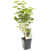 Jostabes (ribes nigrum "Jostabes") fruitplanten - In 5 liter pot - 1 stuks - thumbnail