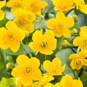 Moerings Caltha palustris - Dotterbloem
