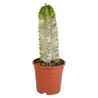 Euphorbia marmorata 17 cm