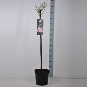 Trosroos op stam (rosa "The Fairy"®) - Stam 90 cm - 1 stuks