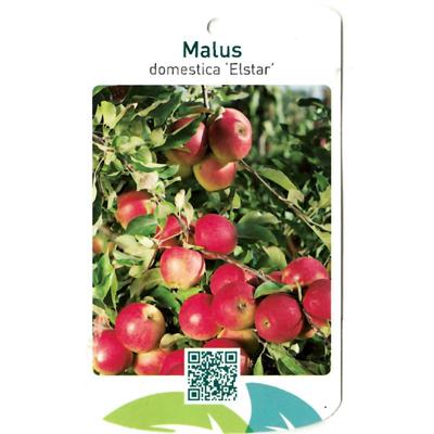 Malus Domestica Elstar - Oosterik home