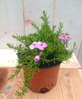 3 stuks! Kruipphlox vlambloem roze Warentuin Natuurlijk - Warentuin natuurlijk