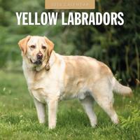 Labrador Retriever Blond Kalender 2026