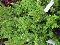 Japanse berberis