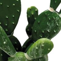 Repto Aquadistri plant cactus opuntia - Aquadistri